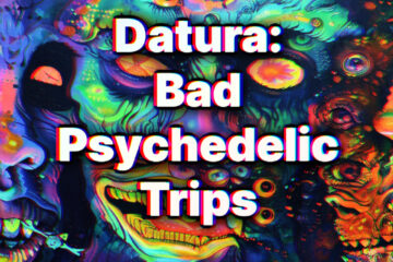 Datura: Bad Psychedelic Trips | Ep 113